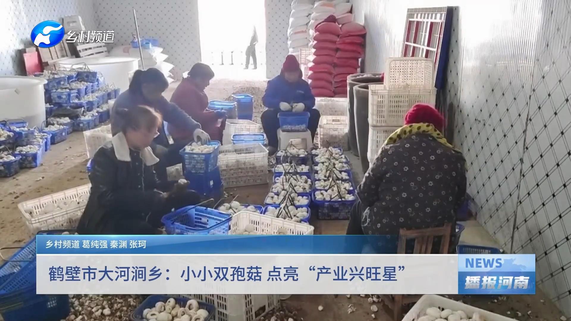 鹤壁市大河涧乡：小小双孢菇 点亮“产业兴旺星”