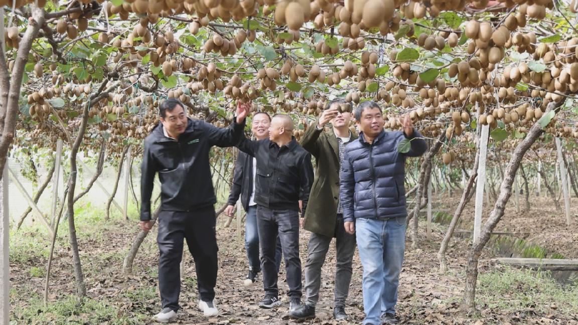 信阳潢川：猕猴桃“遇”滞销 联盟合力“助”解忧